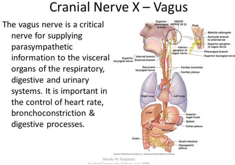 Improving vagal tone | The Well: bodymindheartspirit Nervus Vagus, Brain Nerves, The Vagus Nerve, Chronic Back Pain, Healing Session, Belly Breathing, Cranial Nerves, Parasympathetic Nervous System, Spiritual Yoga