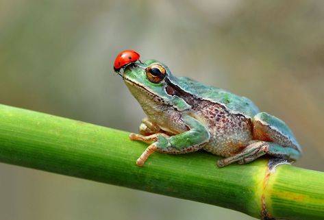 Ladybug on Frog's nose. Frog Species, A Ladybug, Animals Friendship, Lady Bugs, Funny Frogs, Vivarium, A Frog, Frog And Toad, Tree Frogs