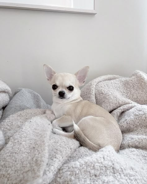 White Chihuahua Aesthetic, Cute Dogs Chihuahua, Chiuaua Dog Aesthetic, Chihuahua Puppies Aesthetic, White Chiwawa, Chihuahua Short Hair, Blonde Chihuahua, Short Hair Chihuahua, Chihuahua Aesthetic