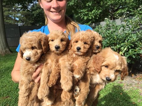 Puppies Doodles, Mini Goldendoodle Breeders, Puppy Labradoodle, Teacup Goldendoodle, Mountain Doodle, Mini Sheepadoodle, Goldendoodles For Sale, Mini Doodles, Goldendoodle Miniature