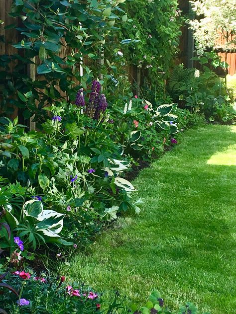 This border has damp clay soil north facing along a fence. Plants used include hostas, lupins, hardy geraniums (rosanne), and phloxes Garden North Facing, North Garden Ideas, Shady Garden Border, North Facing Garden Uk, Shaded Border Ideas, Shady Borders Uk, Narrow Garden Border Ideas, Shady Border Planting Plan, North East Facing Garden