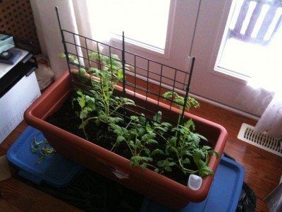 Grow Tomatoes Indoors, Growing Tomatoes Indoors, Tips For Growing Tomatoes, Grow Garden, Growing Tomato Plants, Indoor Vegetables, Flowers Winter, Tomato Farming, Varieties Of Tomatoes