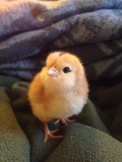 Pollo Animal, Chickens Breeds, Pet Chickens Breeds, Cute Animal Character, Chicken Aesthetic, Pet Chicken, Cute Ducklings, Animal Character