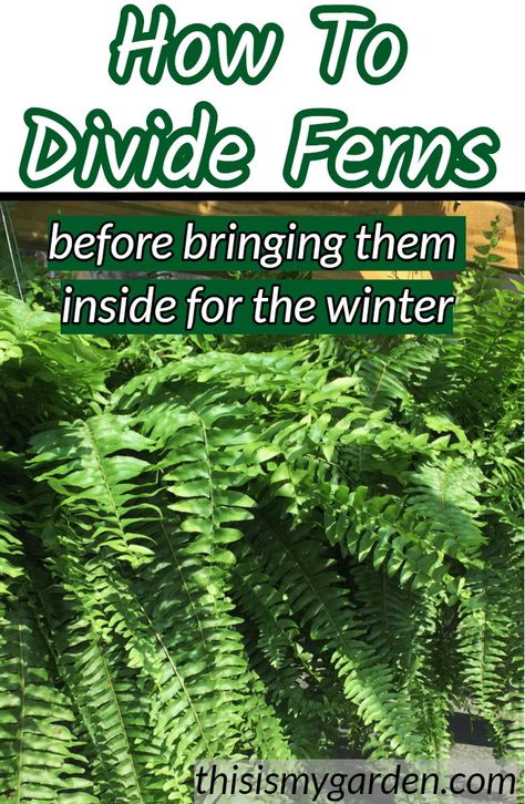 Bringing Boston Ferns Inside, Fern Plants Indoor, How To Save Ferns Through The Winter, Fern Indoor Plant Decor, Wintering Plants Indoors, Repotting Ferns Boston, How To Transplant Ferns, Ferns Indoors Living Rooms, How To Winter Over Boston Ferns