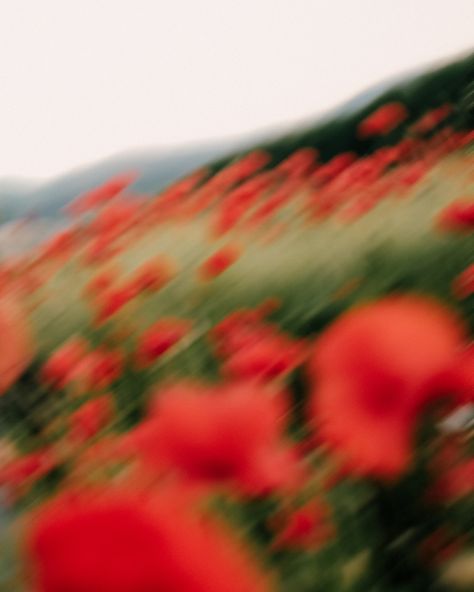 qualitity time with my sis // poppy #poppy #mohnfeld #shoot #light #portraitphotography #moment #nature #mohn #moments_in_visuals Blurry Flowers, Poppy Aesthetic, Poppy Photo, Field Of Poppies, Nature Film, Photography Inspiration Nature, Dorothy Gale, Pink Poppy, Book Aesthetics