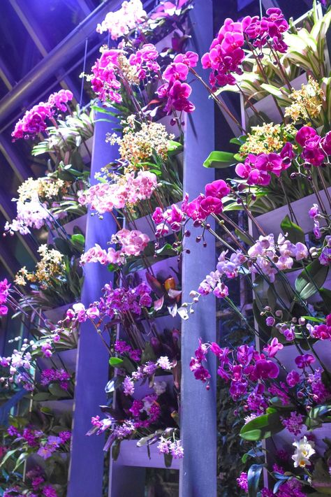 Orchid Garden Ideas, Outdoor Garden Bar, Orchid Wall, Hanging Orchid, Orchid House, Spring Interiors, Orchid Show, Chicago Botanic Garden, Orchid Garden