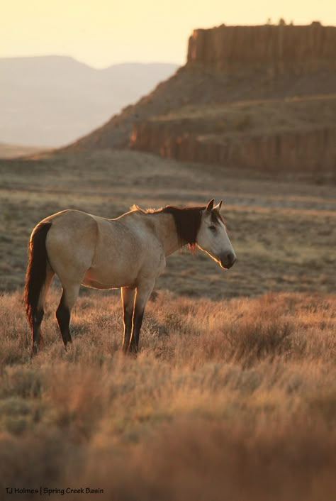 Mustang Horse Wallpaper, Wild Horse Photography, Mustang Horse Aesthetic, Cool Horses, Mustangs Horse, Wild Mustang Horses, Western Animals, Horse Landscape, Beautiful Horses Wild