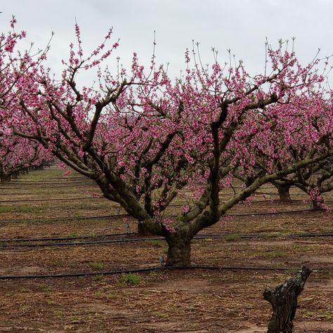 Peach Tree Aesthetic, Peach Blossom Tree, Tree Grove, Fruit Orchard, Peach Tree, June Bug, Spring Tree, Peach Trees, Peach Blossom