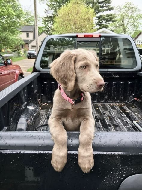 Long Haired Weimaraner, Weimaraner Puppies, Weimaraner Dogs, Tattoo Removal, Cute Dogs And Puppies, Weimaraner, Cute Animal Photos, A Puppy