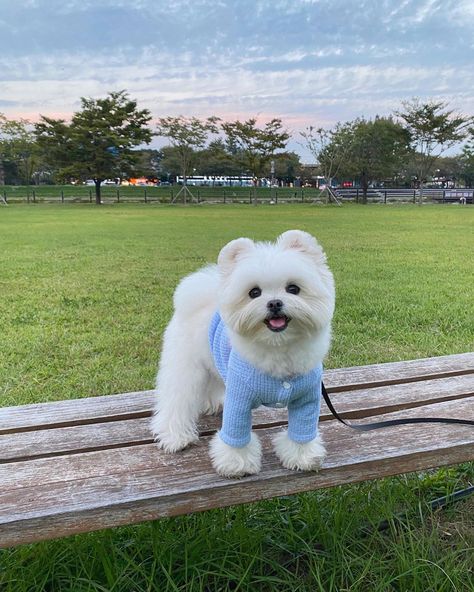 Maltese Teddy Bear Haircut, Maltese Dogs Haircuts Teddy Bears, Maltese Haircut Teddy Bear, Teddy Haircut, Maltese Puppy Cut, Maltese Haircuts, Maltese Dogs Haircuts, Maltese Haircut, Mini Maltese