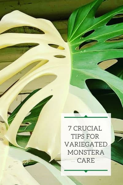 Variegated Monstera Plant, Horticulture Education, Monstera Care, White Monstera, Monstera Plant Care, Moon Plant, Variegated Monstera, Dream Plants, Ghost Plant