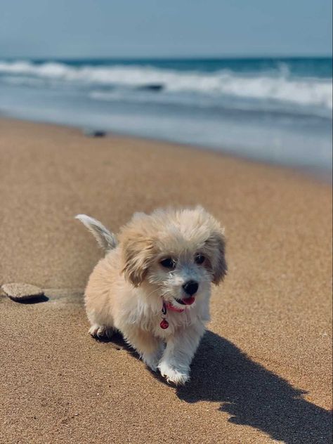 Beach Snapchat, Dog On The Beach, Summer Dog, Dog Beach, On Beach, Baby Dogs, Little Dogs, Cute Puppies, Dogs And Puppies