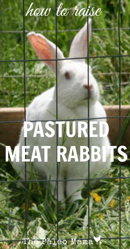 Meat Chickens Breeds, Chickens Breeds, Raising Rabbits For Meat, Homesteading Animals, Rabbit Farm, Meat Rabbits, Raising Farm Animals, All About Rabbits, Raising Rabbits