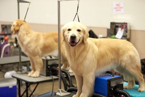 The Golden Retriever’s lustrous coat, ranging from liquid amber to a light red, matches the breed’s 14-karat loving heart. With soft, friendly eyes, this enthusiastic sporting group member, family companion, and therapy dog is completely devoted to its people. Want to make sure your butterscotch beauty keeps the glam on? Here’s an easy guide to […] The post How to Groom a Golden Retriever: Keeping Goldens in 14-K Gold Grooming appeared first on American Kennel Club. How To Groom Golden Retriever, Golden Retriever Grooming Tips, Golden Retriever Summer Cut, How To Trim A Golden Retriever, Grooming A Golden Retriever, How To Groom A Golden Retriever At Home, Golden Retriever Haircut Styles, Grooming Golden Retriever, Golden Retriever Grooming Styles