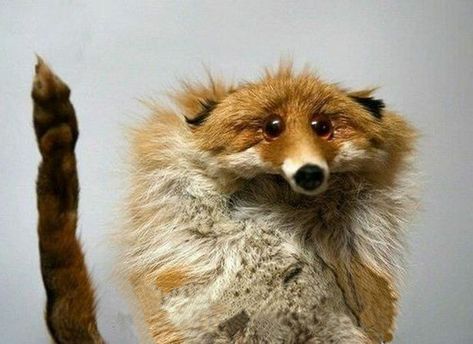 Fox Creature, Cursed Fox Images, Fox Athstetic, Bad Taxidermy Fox, Taxidermy Fox, Cute Fennec Fox Aesthetic, Bad Taxidermy, Fox Meme, Fox Memes