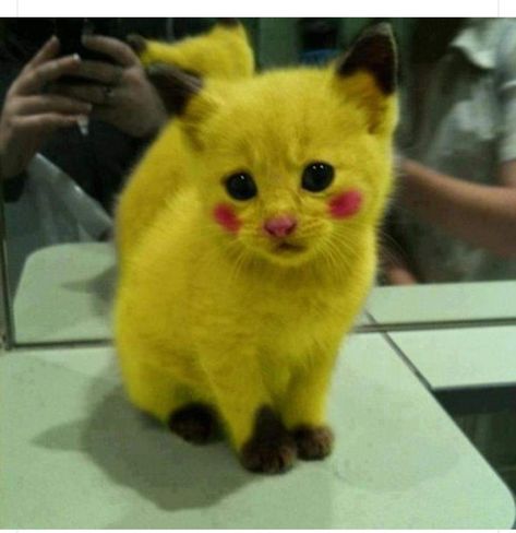 Real Cat, Cats Photos, Cute Cats Photos, Yellow Cat, Blue Cat, Be Kind, Cat Lover, Cute Cats, Pikachu