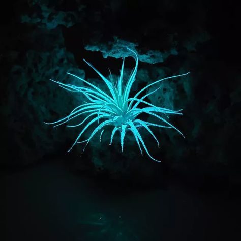 Bioluminescent Plants Are the Next Big Thing Glow In The Dark Plants, Bioluminescent Tattoo, Bioluminescence Plants, Chain Ghoul, Bioluminescent Fungi, Bioluminescence Aesthetic, Bioluminescent Plants, Bioluminescent Algae, Glowing Plants