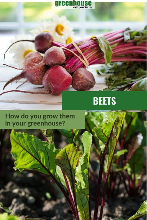 Bundle of beets and young beets growing in soil with the text: Beets - How do you grow them in your greenhouse? Freezing Beets, How To Store Beets, How To Grow Beets, Grow Beets, Growing Beets, Purple Stuff, Easy Vegetables To Grow, Beet Greens, Spring Vegetables