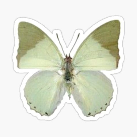 "sage green moth" Sticker by stickerslivvy | Redbubble Green Moth, Flower Fairies Books, Green Stickers, Moth Sticker, Fairy Stickers, Green Sticker, Cicely Mary Barker, Fairy Book, Flower Fairies