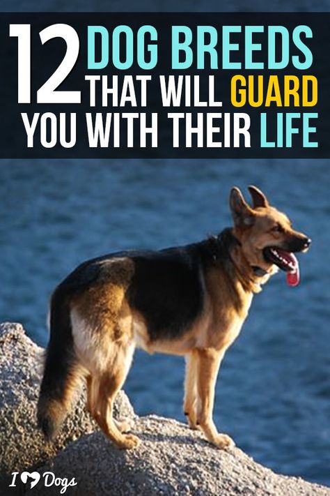 Best Livestock Guard Dogs, Dog Protecting Owner, Protective Family Dogs, Personal Protection Dog Training, Jarman Safed Dog, Farm Dogs Breeds, Cake Measurements, Best Guard Dog Breeds, American Alsatian