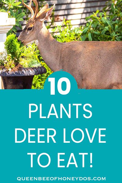 Deer Plot Ideas, Plants That Deer Will Not Eat, Flowers Deer Will Not Eat, Plants Deer Will Not Eat, Flowers That Deer Will Not Eat, Deer Resistant Garden Plans, Deer Resistant Landscaping, Southern Landscaping, Deer Attractant