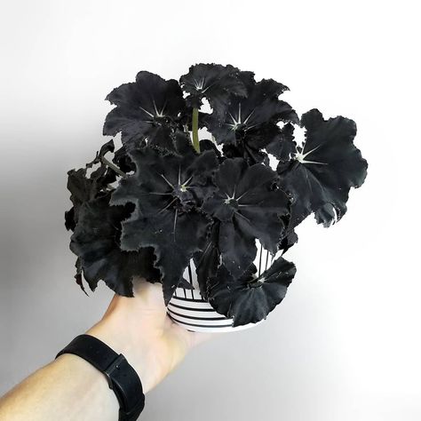 Black House Plants, Gothic Plants, Goth Plants, Spooky Plants, Black Plants, Goth Houses, Goth Garden, Single Leaf, Gothic Garden