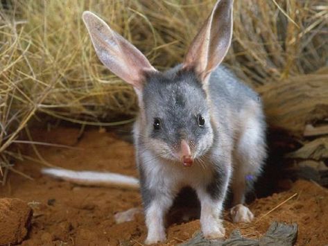 Animals of the Australian desert Small Wild Animals, Awkward Animals, Cute Australian Animals, Australian Mammals, Animals Of Australia, Animals Australia, Australian Fauna, Australia Animals, Australian Wildlife