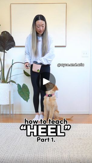 Leash Training Puppy, Puppy Time, Dog Commands, Service Dog Training, Aussie Puppies, Basic Dog Training, House Training Dogs, Aussie Dogs, Dog Steps