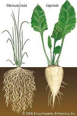 In botany, that part of a plant normally underground. Its primary functions are anchorage of the plant, absorption of water and dissolved minerals and conduction of these to the... Taproot And Fibrous Root, Root Diagram, Fibrous Root, Plants With Roots Drawing, Types Of Roots Activity, Vegetable Plant Root Depth, Dollar Plant, Plant Physiology, Planting For Kids