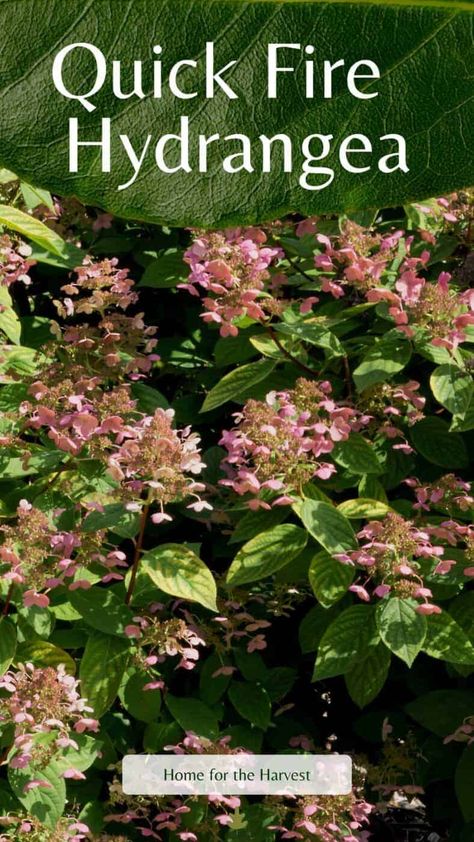 Hydrangea Quickfire, Quick Fire Hydrangea Tree, Quick Fire Fab Hydrangea, Little Quick Fire Hydrangea, Firelight Hydrangea, Quick Fire Hydrangea Landscaping, Quickfire Hydrangea, Fire And Ice Hydrangea, Quick Fire Hydrangea