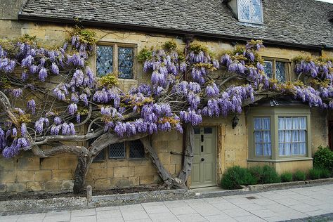 Try Dulux Lizard for this soft front door look with Cotswold Stone...don't forget the wisteria! Wisteria Trellis, Wisteria Pergola, Best Front Door Colors, Wisteria Garden, Best Front Doors, Wisteria Tree, Purple Wisteria, Front Door Paint Colors, Modern Country Style