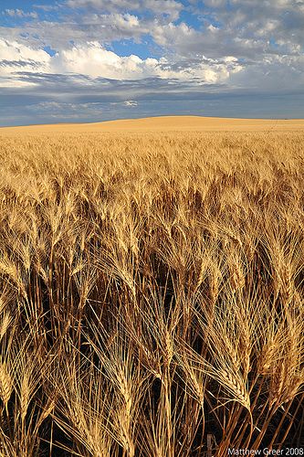 Shot near Regina, Saskatchewan, an hour or so before sunset on Aug 30 Regina Saskatchewan, State Wall Art, Beautiful Canada, Saskatchewan Canada, Fields Of Gold, Canada Eh, O Canada, Wheat Field, Wheat Fields