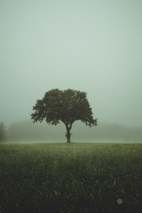 Plains Landscape, Beautiful Summer Wallpaper, Northern Germany, Dark Landscape, Cool Pictures For Wallpaper, Location Inspiration, Minimalist Landscape, Dark Paradise, Misty Forest