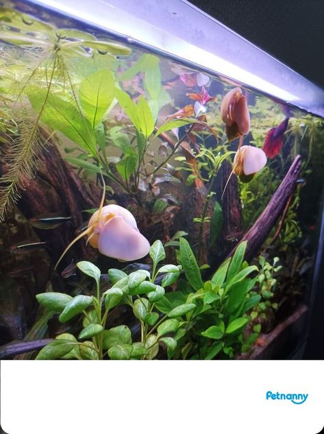 Nowadays, more and more people choose to keep a snail as their aquarium pet or as a tank mate of their pet fish. Some helpful aquarium snails can eat excess algae to keep the tank clean. However, some aquarium snails are known as pest snails, which reproduce quickly and become a burden. But in general, aquarium snails can live for 2-5 years, and if they are taken good care of, they can live for up to 15 years. Snail Aquarium, Aquarium Snails, Snail Tank, Terrarium Tank, Apple Snail, Fish Tank Cleaning, Pond Snails, Aquarium Water, Dead Fish