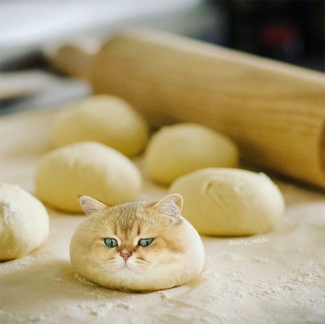 This Instagram Account Photoshops Cats Into Hilarious Creatures Cats As Food, Animal Mashups, Sushi Cat, Dry Cat Food, Silly Animals, Funny Cute Cats, Animal Jokes, Weird Animals