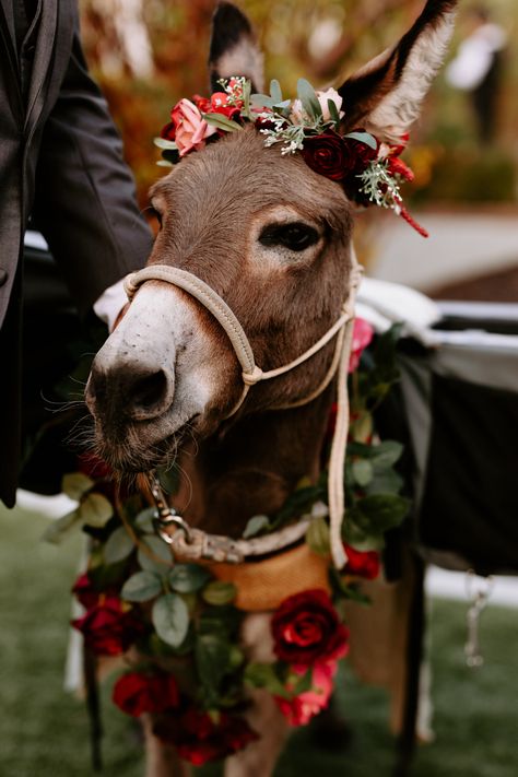 Wedding Pet Photography — Cat Dossett // I take photos Donkey Aesthetic, Donkey Wedding, Christmas Session, Mini Donkey, Christmas Donkey, Miniature Donkey, Evergreen Wreath, Petting Zoo, Cowboy Christmas