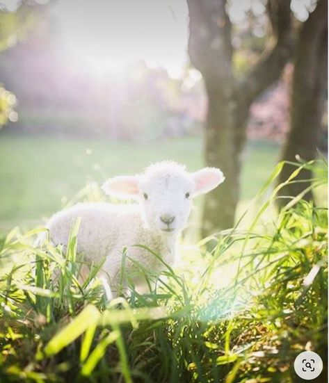 Spring Lambs, Sheep And Lamb, Animal Art, Sheep, Cottage, Photography, Animals