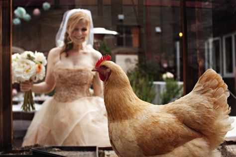 Chicken themed wedding Chicken Bridal Shower Theme, Chicken Wedding Theme, Chicken Wedding Dinner, Chicken Wedding, Big Dress, Chicken Running Meme, Chicken Pictures, Big Dresses, Wedding Barn