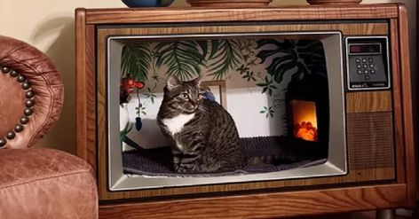 Artist Transforms Old TV Into A Tiny Cat Apartment - The Animal Rescue Site News Cat Apartment, Tiny Cats, Old Tv, Pet Stuff, Animal Rescue, Apartment, Pet, Tv, Animals