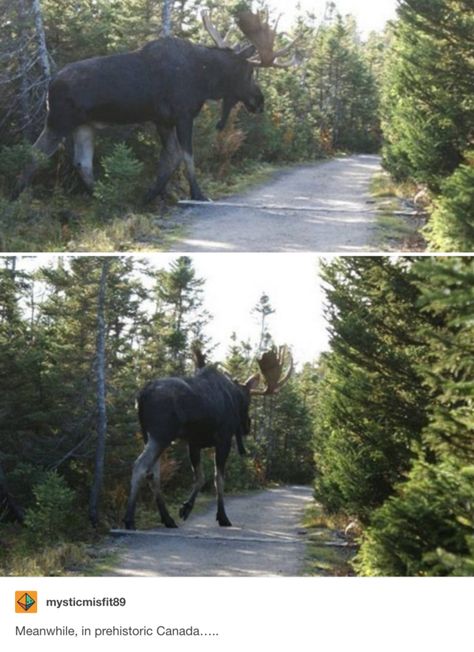 It all started with a pretty innocuous and standard caption to a pretty innocuous and standard picture of a giant moose in Canada. | This Is The Most Hilariously Epic Tumblr Conversation About Moose In... Giant Moose, Deer Family, Hamsters, Maine Coon, An Animal, Guinness, Tumblr Funny, In The Woods, Animal Kingdom