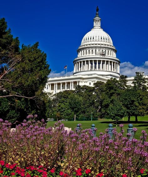 Washington DC like a Local: 12 Things to Do for First Timers - Maps & Merlot Dc Bucket List, Bucket List Items, C Photo, Visiting Washington Dc, San Francisco International Airport, United States Capitol, London Attractions, National Mall, Washington Monument