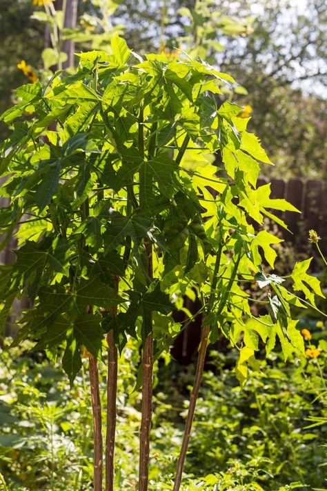 Spinach Tree, Chaya Plant, Tree Spinach, Growing Spinach, Plant Notes, Vegetable Steamer, Strawberry Spinach, Tamale Recipe, Market Garden