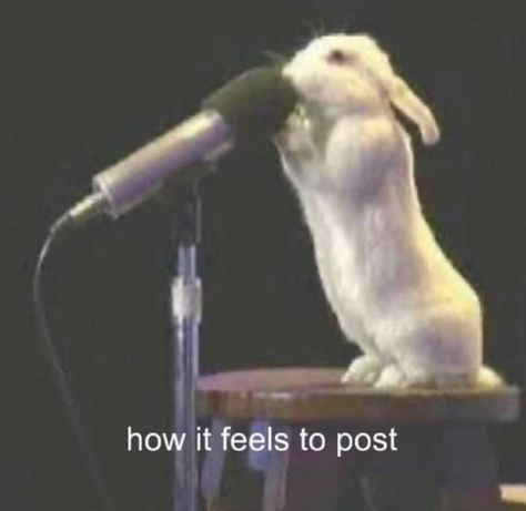 Memes Lol, Describe Me, Silly Me, White Rabbit, Reaction Pics, Just Girly Things, How I Feel, So Me, Reaction Pictures