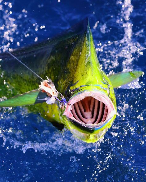 Mahi Mahi - Casa Vieja Lodge & Sportfishing Fleet Sea Adventure, Salt Water Fishing, Salt Water Fish, Fly Fishing Tips, Saltwater Flies, Offshore Fishing, Fish Crafts, Adventure Of The Seas, Boat Fishing