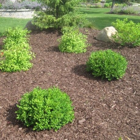 The Green Velvet Boxwood is an excellent, broad-leaf evergreen shrub. It is a rather slow-growing boxwood, with a low-rounded form, but it retains its good green color all winter long. This is by far the best plant available for low hedges. Velvet Boxwood, Green Velvet Boxwood, Boxwood Shrubs, Boxwood Hedges, Boxwood Plant, Box Wood Shrub, Nursery Plants, Cedar Raised Garden Beds, Raised Garden Bed Plans