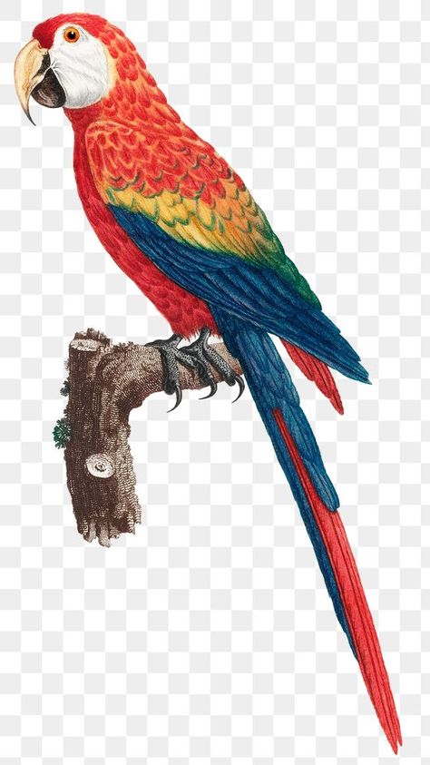 Macaw Bird, Bird Png, Vintage Bird Illustration, Jungle Birds, Scarlet Macaw, Vintage Parrot, Jungle Illustration, Png Illustration, Illustration Nature