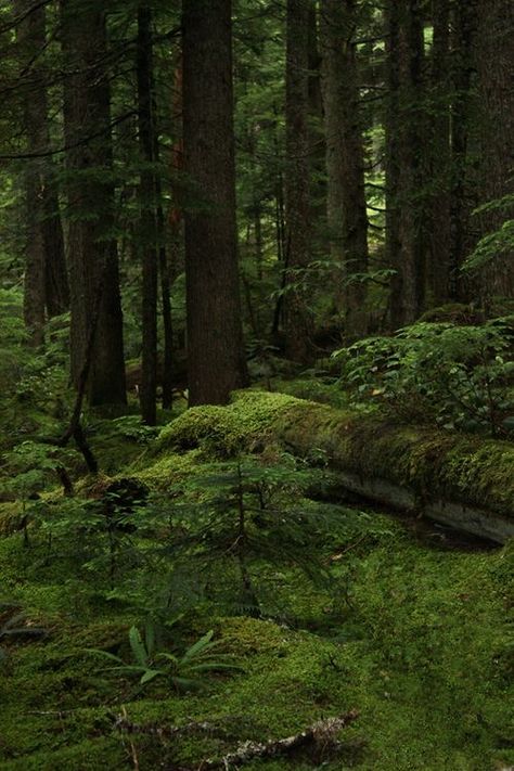 Thick Forest Aesthetic, Drama Stimulus, Thick Forest, Mossy Forest, Bawah Air, Forest Aesthetic, Forest Photos, Wild Forest, Fantasy Forest