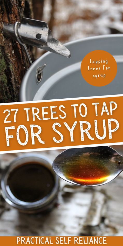 Trees To Tap For Syrup, How To Get Maple Syrup From A Tree, Maple Syrup Tree Tapping, How To Tap Trees For Syrup, How To Tap Maple Trees, Tapping Trees For Syrup, Tap Maple Tree, Maple Syrup Tapping, Making Syrup