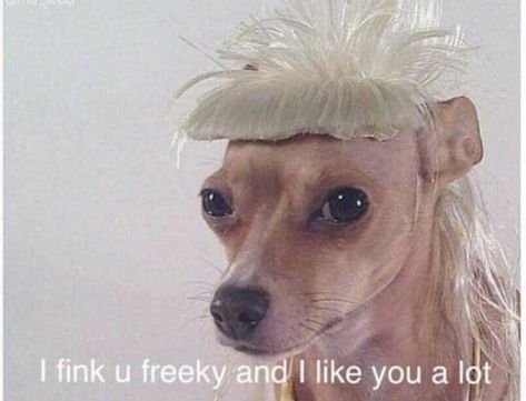 Freaky talk, flirt, bangs, funny hair memes, blonde Yolandi Visser, Die Antwoord, Quality Memes, Best Funny Pictures, Monte Carlo, New Memes, Funny Posts, Reaction Pictures, Funny Images