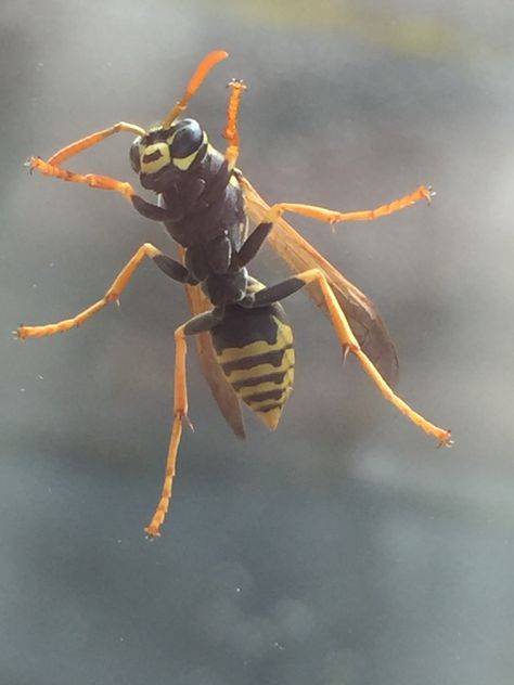 Wasp. Yall should check out my other pins please im yearning for attention Wasps Aesthetic, Wasp Photography, Wasp Oc, Wasp Aesthetic, Crow Story, Wasp Stings, Pony Rider, Orange Socks, Alice Madness Returns